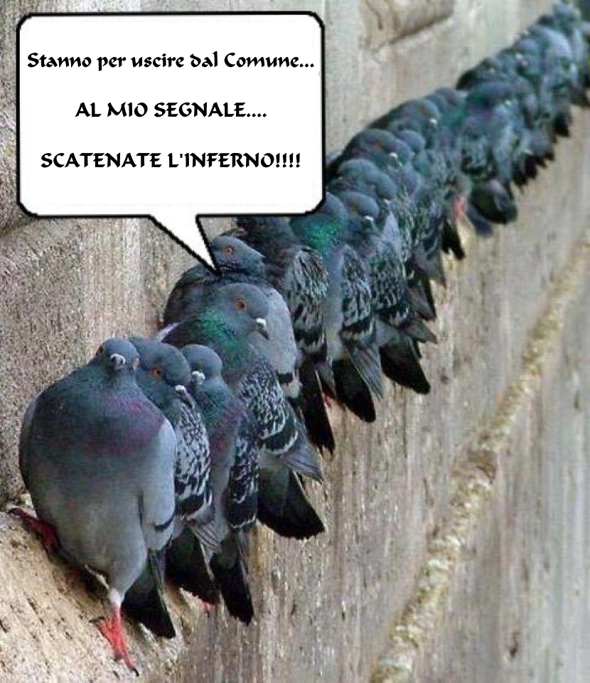 colombi-bombardieri.jpg