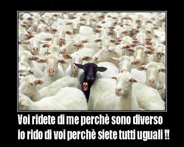 pecore.jpg