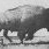 Bisonte