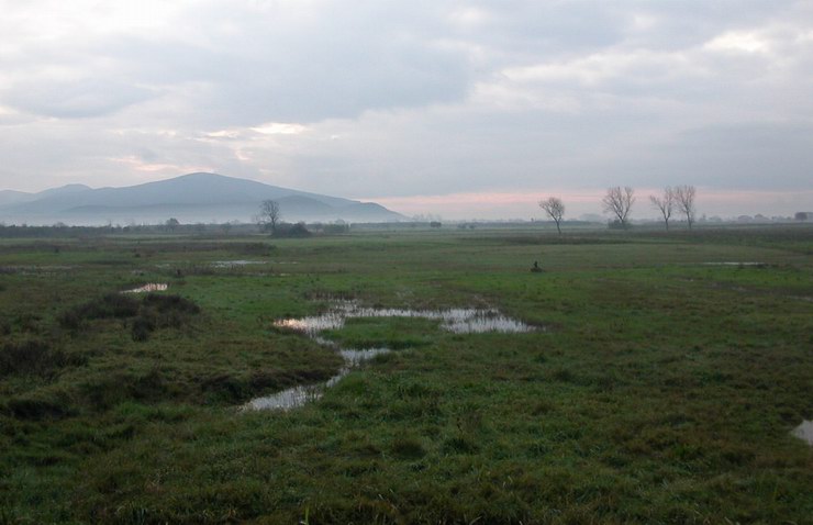 Pantano